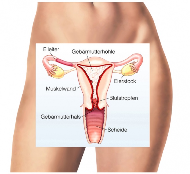 Datei:Menstruation-Grafik.jpg