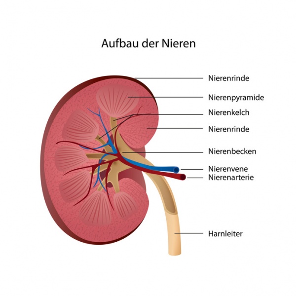 Datei:Niere Anatomie.jpg