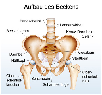 Schambein Funktion Aufbau Beschwerden Gesundpedia De