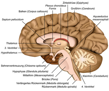 Das Gehirn Funktion Anatomie und Chirurgie Format 68x48cm 1000 Teile Puzzle