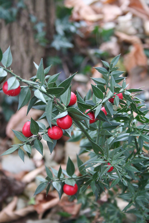 DateiMäusedorn.jpg GesundheitsRatgeber & Lexikon Gesundpedia.de