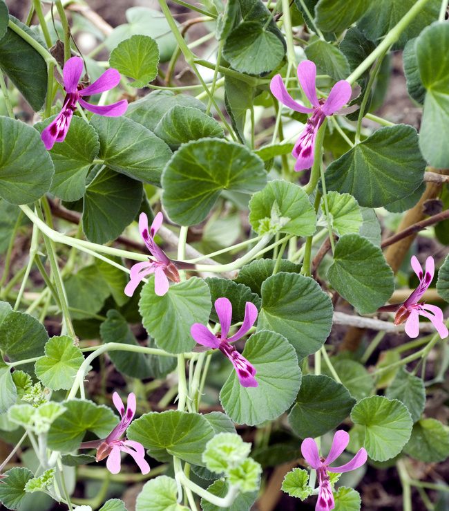 DateiPelargonie.jpg GesundheitsRatgeber & Lexikon Gesundpedia.de