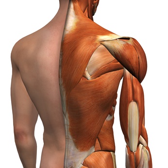 Rückenmuskulatur: Funktion, Therapie, Diagnose, Behandlung, Anatomie