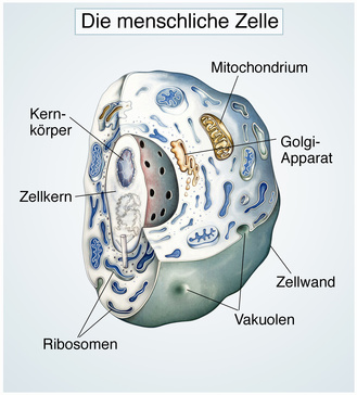 Menschliche Zellen Und Ihre Funktionen Captions Profile Menschliche Zellen Und Ihre Funktionen Captions Profile