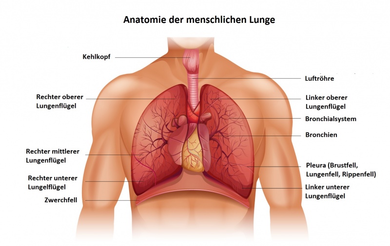 Datei:Anatomie der Lunge.jpg