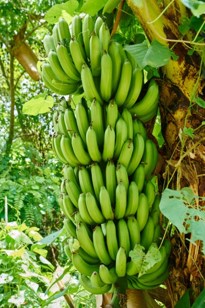 Datei:Banane.jpg