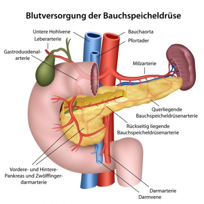 Langerhans inseln diabetes